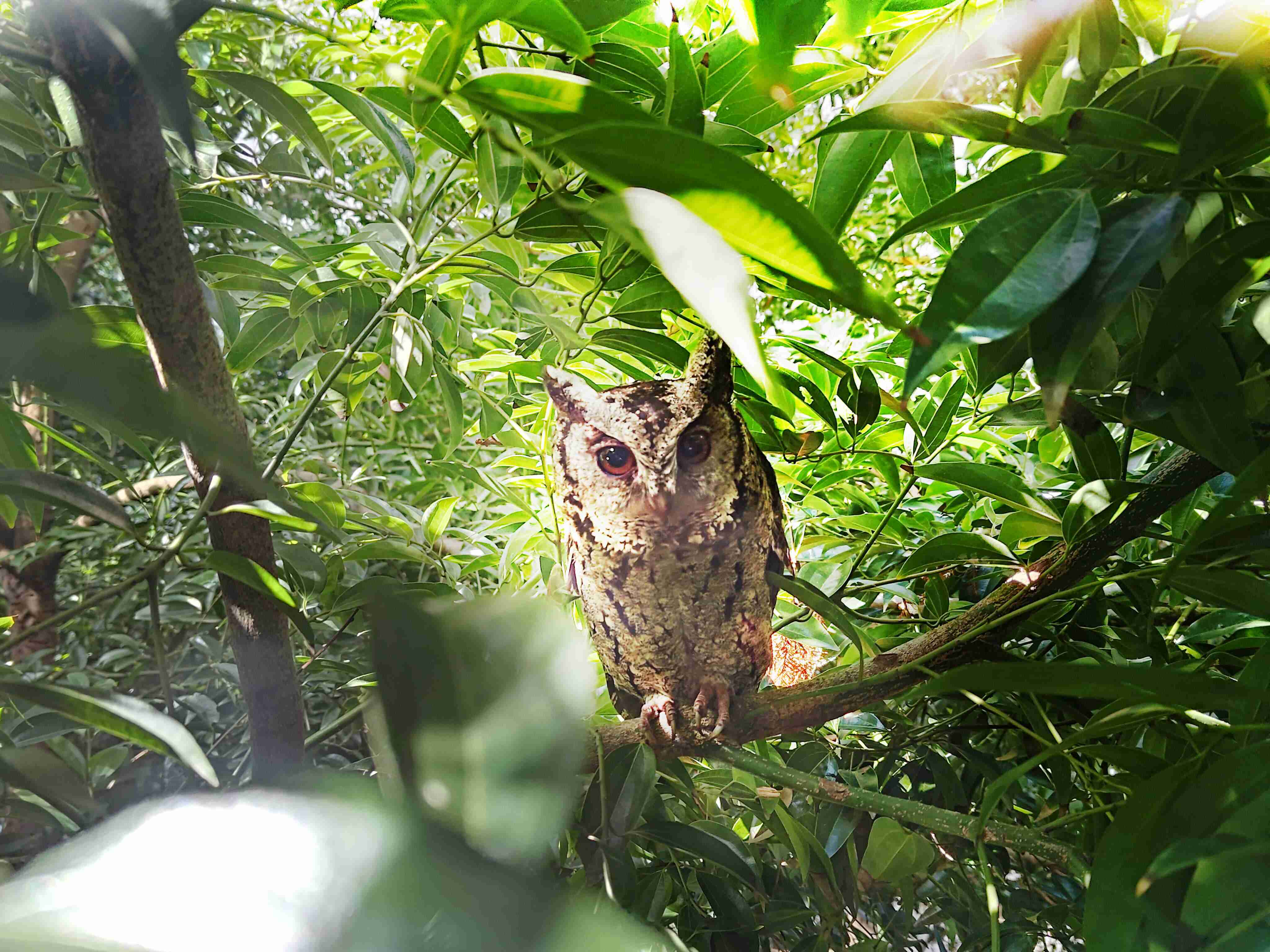 龙门国际致力提倡净零绿生活，，16年以来在全球各厂区植树逾百万棵，，，，造就各厂区树木蔚然成林，，，，犹如森林工厂，，，，成为许多生物的栖息地